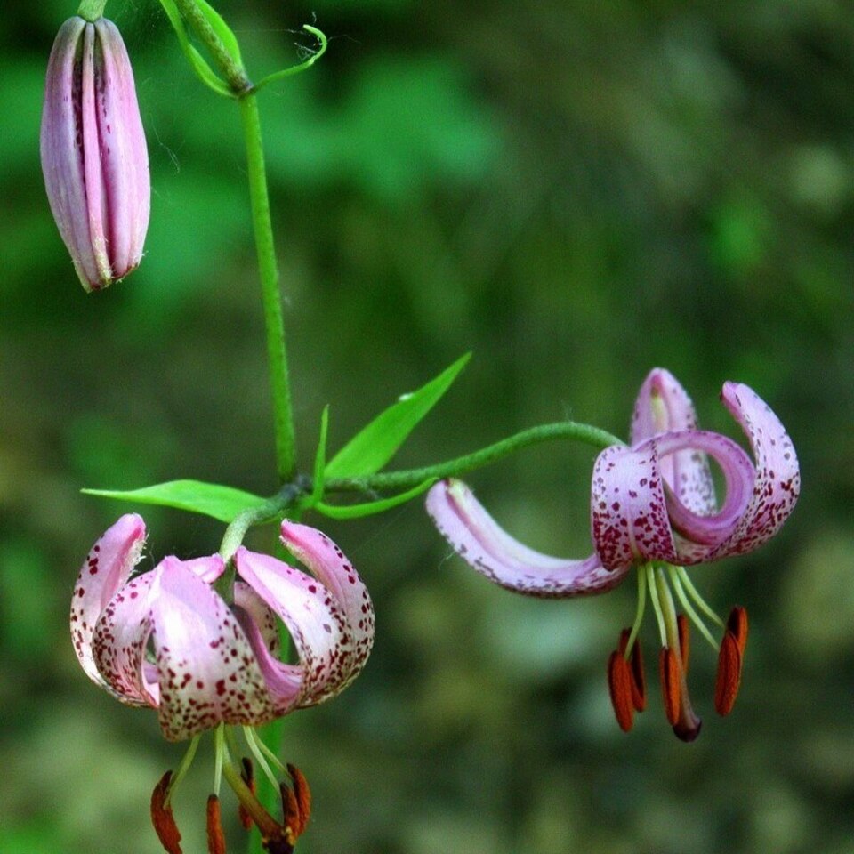 Нарутоның мүшесі жынды