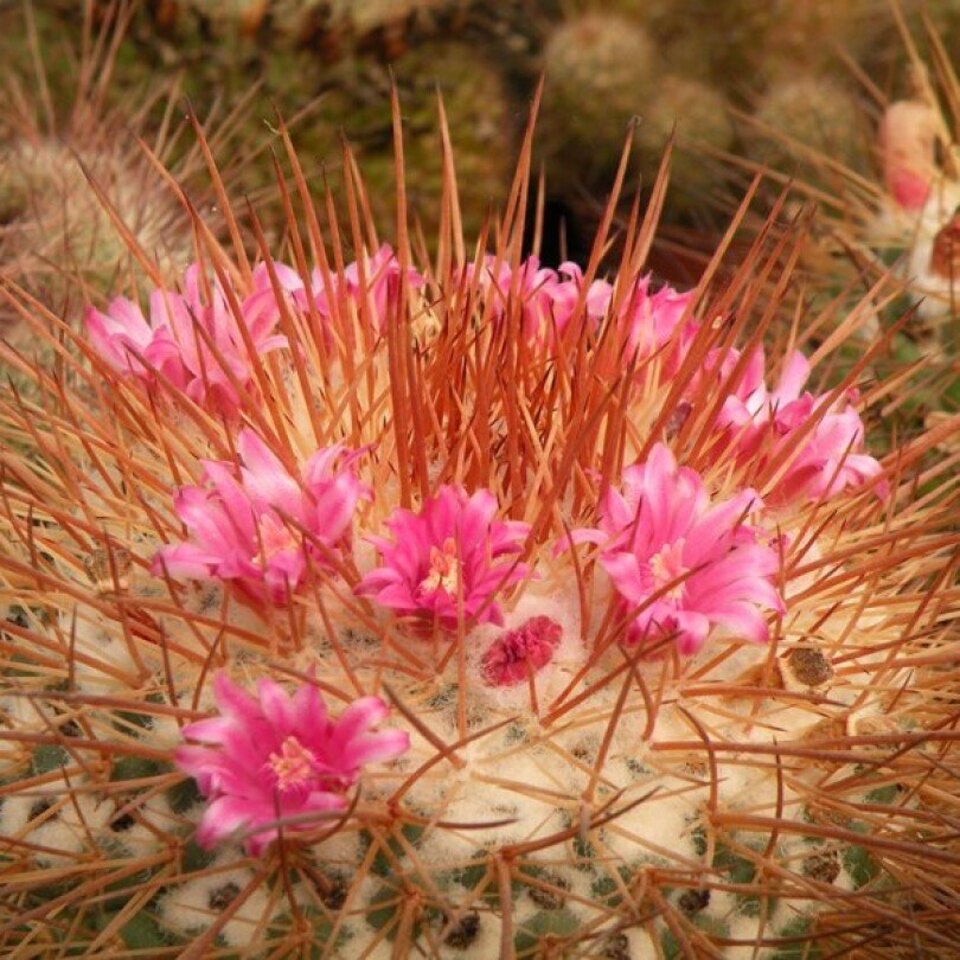 Mammillaria apozolensis v. saltensis L-1045  10 . |  AliExpress